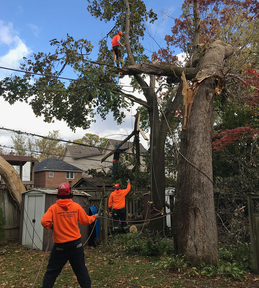 When choosing a tree care company, always go with the most reputable option.